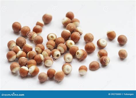 Gorgon fruit stock photo. Image of kidney, agricultural - 39275000