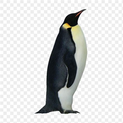 King Penguin PNG with Transparent Background