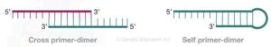 "Primer Dimer": Zones DNA amplification by pairing with foe