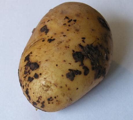 Black Scurf of Potatoes - symptoms, causes and treatment