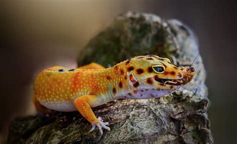 Leopard Gecko Diet & Feeding Guide: A MUST Read for a Healthy Pet!