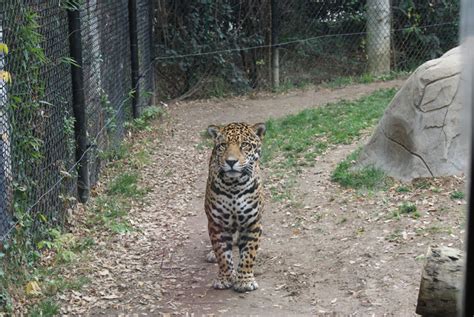 Chattanooga Zoo - Review, Details, and Pictures