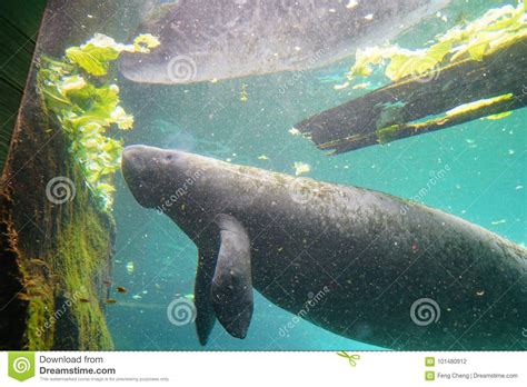 Manatee is eating lettuce stock photo. Image of marine - 101480912