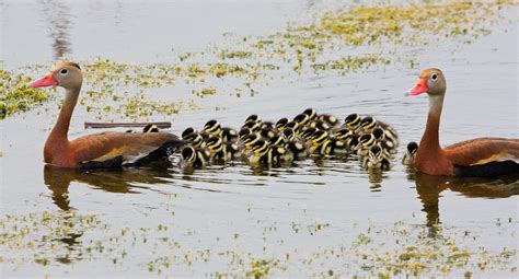 The Eagle's Gaze : 5 reasons to protect wetlands