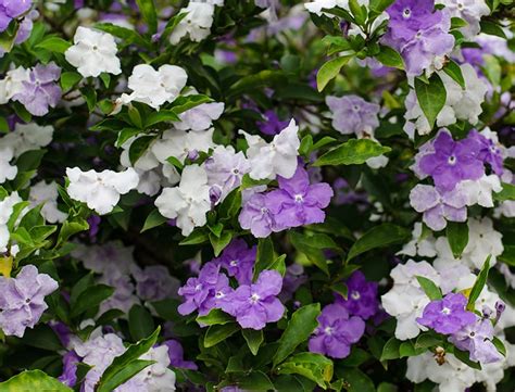 Yesterday Today & Tomorrow Guide: How to Care for "Brunfelsia" Plants