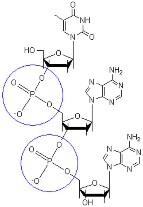 Deoxyribonucleic Acid (DNA) | ChemTalk