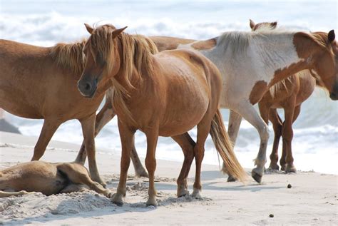 Photos of Wild Horses at Assateague Island National Park | Tacoma World