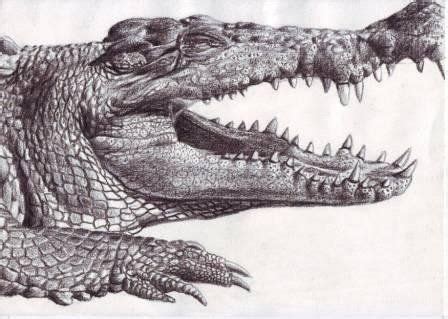 Realistic Crocodile Pencil Drawing