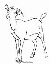 Printable Cute Goat Coloring Page sketch template