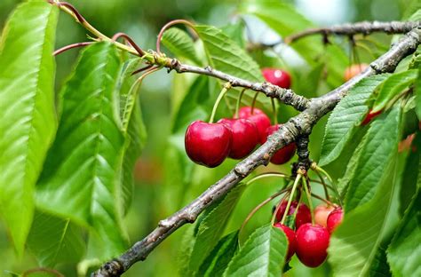 Cherry Tree Varieties 🍒 Types of Cherry Trees