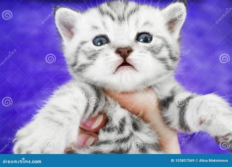 Whiskas Kitten Cute Striped. Muzzle of the Baby Stock Image - Image of ...