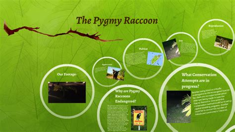 The Pygmy Raccoon by on Prezi