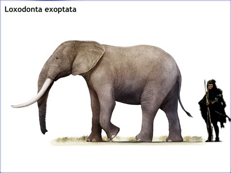 Loxodonta exoptata by cisiopurple on DeviantArt