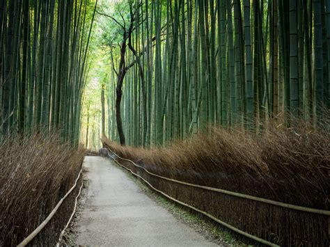 Arashiyama | The Arashiyama Bamboo Grove is a must see site … | Flickr