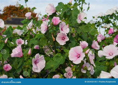 Lavatera Pink Blush Flowers in Autumn Stock Image - Image of october ...