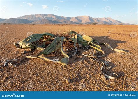 Welwitschia Mirabilis Desert Plant, Namibia Stock Image - Image of natural, naukluft: 135516099