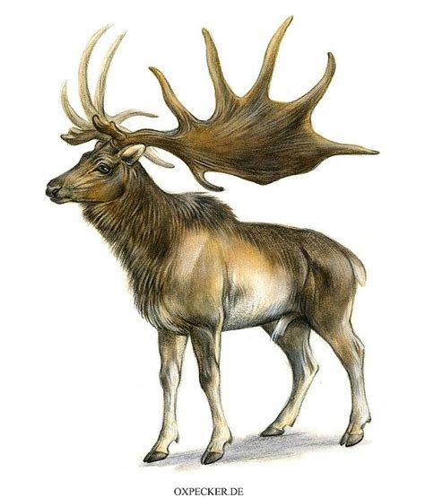 Irish Elk (Megalocerus) | Ancient animals, Extinct animals, Stone age ...