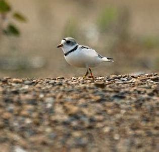 Threatened and endangered species feature: piping plover - ThinkingAfield.org