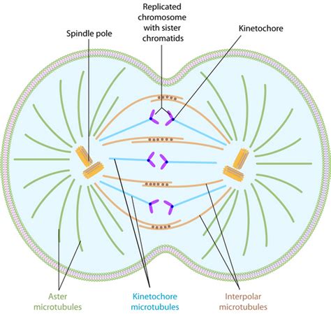 Mitosis | Learn Science at Scitable