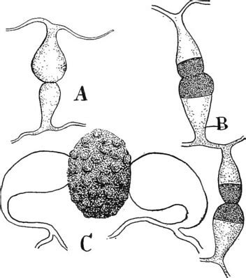 Zygote Formation | Overview & Process - Video & Lesson Transcript | Study.com