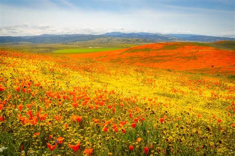 More poppies from the Antelope Valley California Poppy Reserve. As we ...