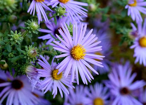 25 Best Fall Flowers To Plant In 2021 – PureWow