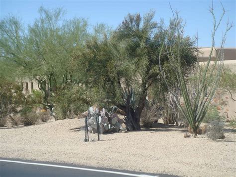 What is Desert Landscaping in a Scottsdale AZ Home Listing? - Scottsdale AZ Real Estate & Lifestyle