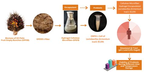 Fermentation | Free Full-Text | Probiotic Properties of Lactobacillus fermentum InaCC B1295 ...