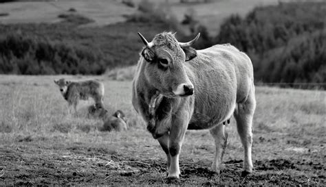 Free photo: Wild Buffalo - Animal, Buffalo, Cattle - Free Download - Jooinn