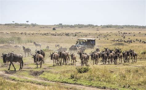 Masai Mara – Malvic Tours & Safaris Ltd