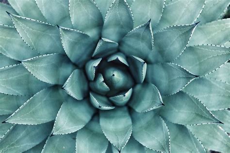 Cactus 1080P, 2K, 4K, 5K HD wallpapers free download | Wallpaper Flare