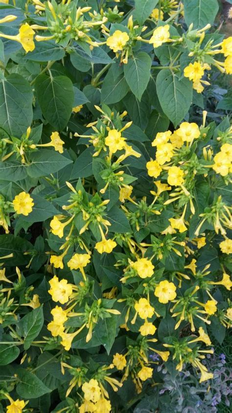 Mirabilis Jalapa mixed colours - Anglia Bulb Company