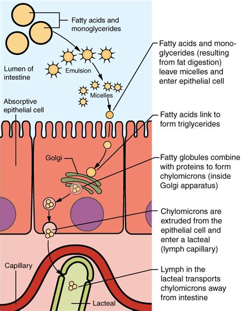 Segment of the Small Intestine That Continues the Breakdown of Products ...