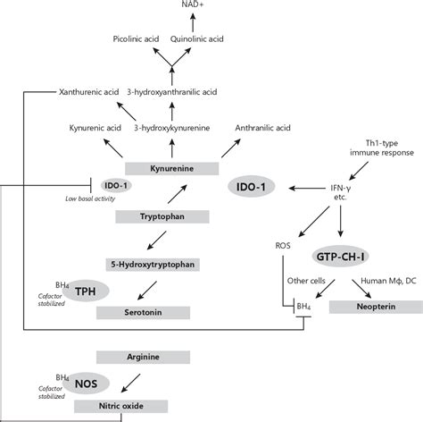 Figure 1 from Tryptophan Metabolism and Related Pathways in ...