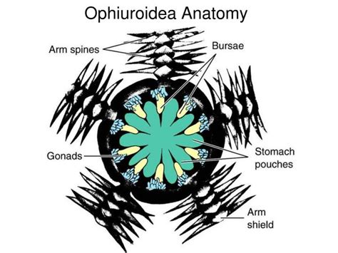 PPT - Phylum Echinodermata PowerPoint Presentation - ID:1325851