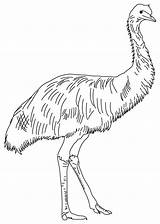 Soft Feathered Emu Coloring Page sketch template
