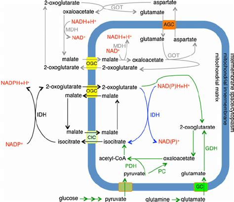 Physiological role of OGC. The malate-aspartate shuttle ( grey arrows... | Download Scientific ...