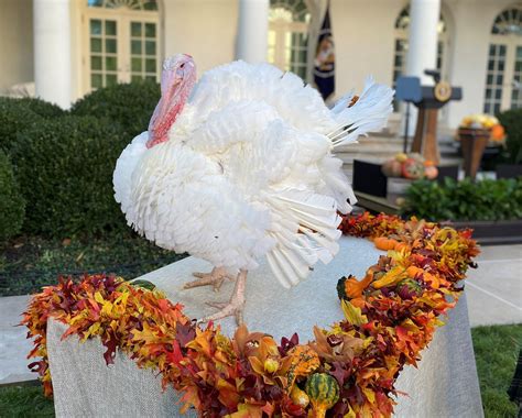 US President Biden pardons National Thanksgiving Turkey | The Poultry Site