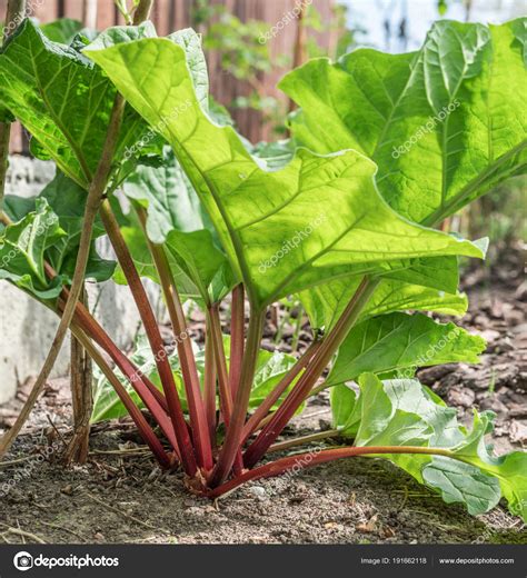 Pictures : rhubarb plants | Rhubarb plant in the garden. Close up. — Stock Photo © Valentyn ...