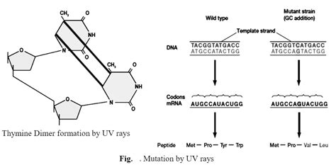 Spontaneous and Induced Mutation - Biology Ease