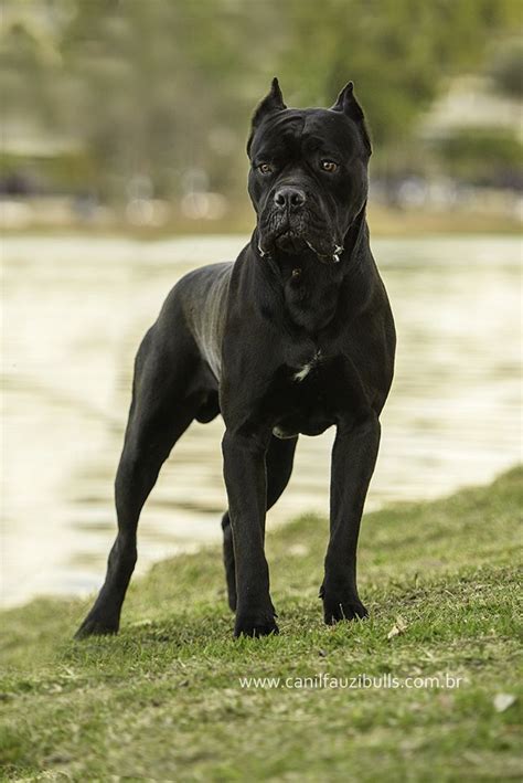 Italian Mastiff Cane Corso - Breed from Roman Empire - Dog Dwell