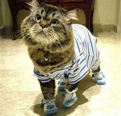 Funny Cat Pajamas!