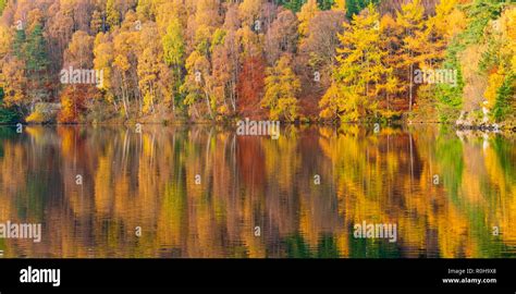 Spectacular late autumn tree colours are reflected in the waters of Loch Faskally in Pitlochry ...