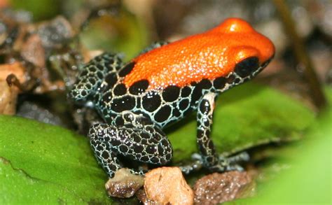 Amazing Poison dart frog - Poison frog Facts, Photos, Information ...