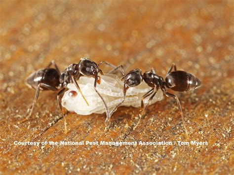 Odorous House Ants: Odorous Ants Pest Control Profile