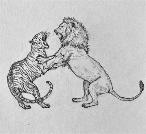 Tiger versus Lion by silversandshark on DeviantArt