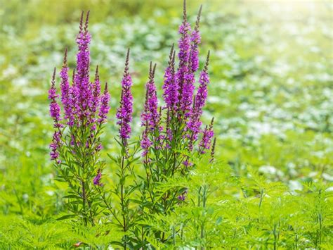 Purple Loosestrife Plant: Information On Garden Loosestrife Plant Care ...