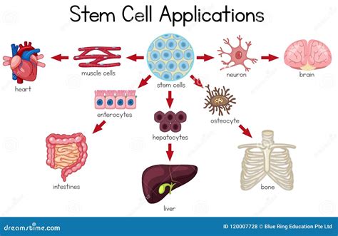 Stem Cell Applications Diagram Stock Vector - Illustration of hepatocytes, neuron: 120007728