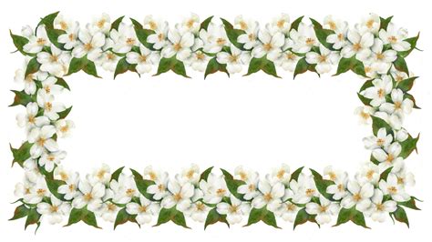 Flower Border White Transparent, Flower White Flower Border, Flowers ...