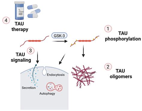 Tau Protein | informacionpublica.svet.gob.gt